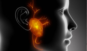 Read more about the article Parotid Gland
