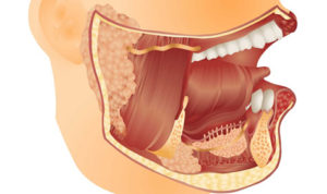 Read more about the article Submandibular Gland