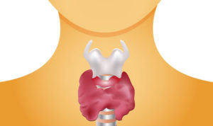 Read more about the article Thyroid Gland